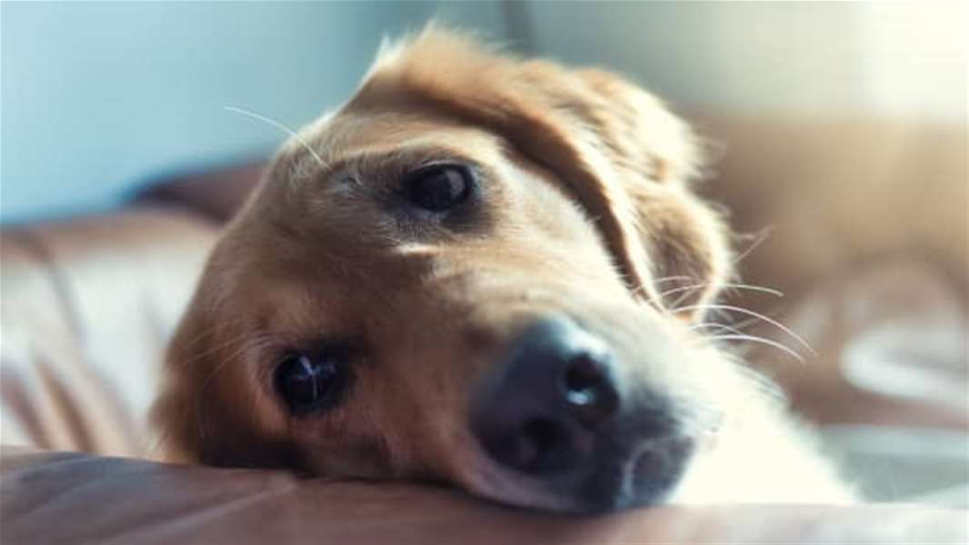 the-day-my-dog-diedhow-to-cope-with-losing-a-pet.jpg