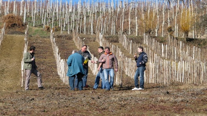 mihovljanski vinari.jpg