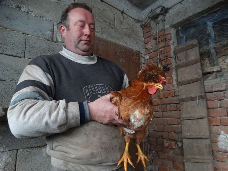 kukmaste kokoši glavna.jpg