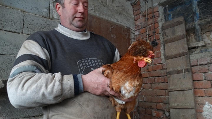 kukmaste kokoši glavna.jpg