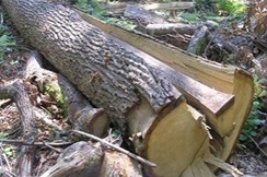 U Lazu Bistričkom ukradena stabla iz šume, a u Stubičkim Toplicama mobitel