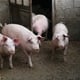 Svinjogojci traže prekid eutanazije zdravih svinja. Vlastima poručuju: 'Ako ne ide mirnim putem, bit će oluje...'