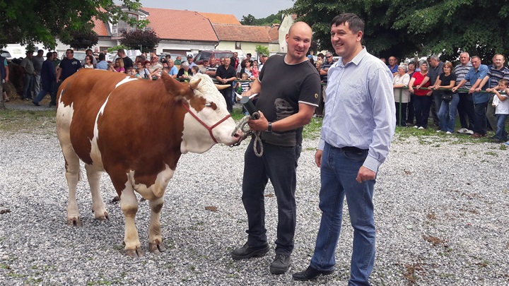 1. mjesto u kolekciji steonih junica - Pamela, vlasnika Tomislava Kuharića