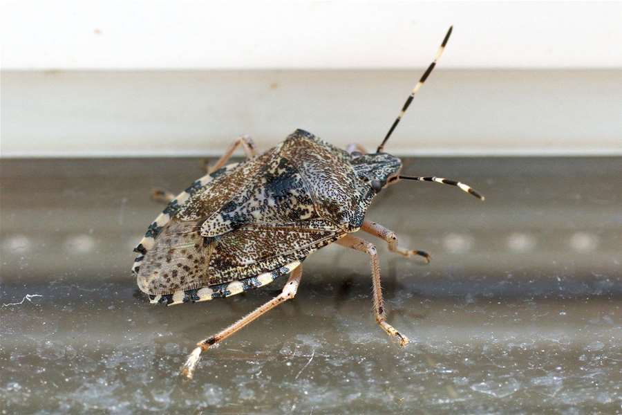 smrdljivi martin pixsell.jpg