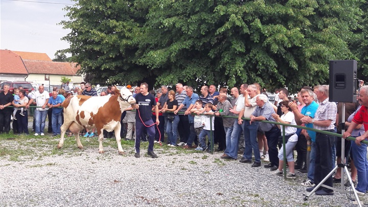 Izložba stoke i konja na zlatarskom sajmištu