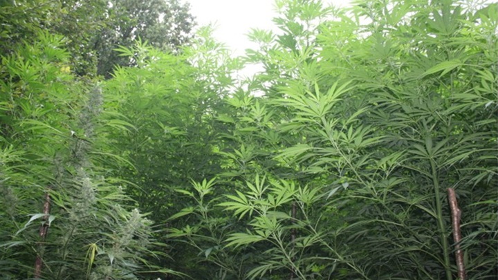 marihuana polje pu zagrebačka.jpg