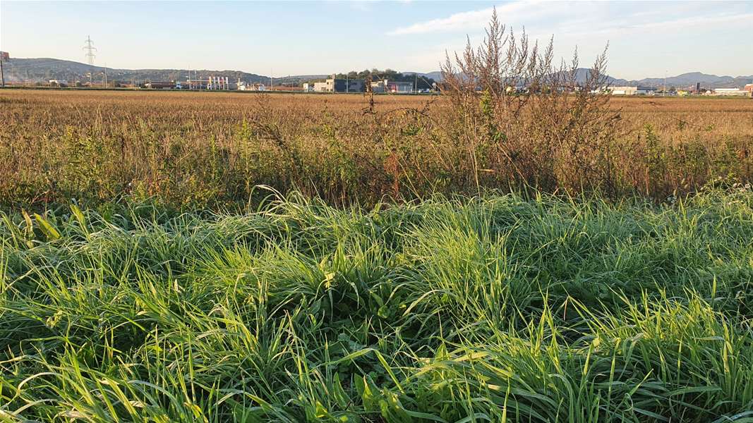 prognoza-