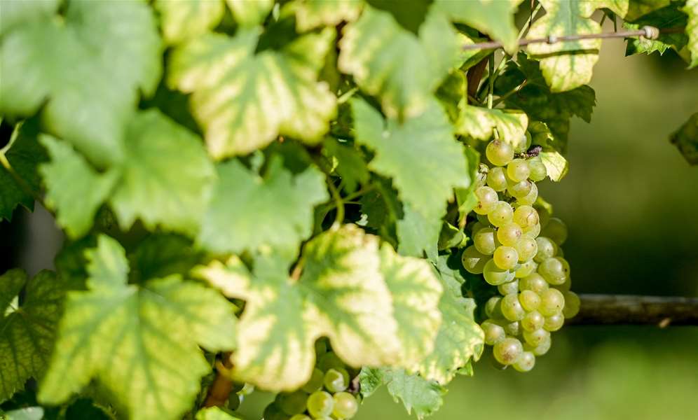 zupanijska_berba_vinogradi_ludbreski_2023 8.jpg