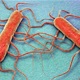 Može izazvati smrt: U dvije hrvatske salame pronađena opasna bakterija
