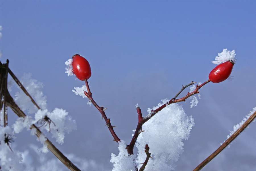 Foto JU Zagorje zeleno_Divlja ruža (Rosa canina).jpg