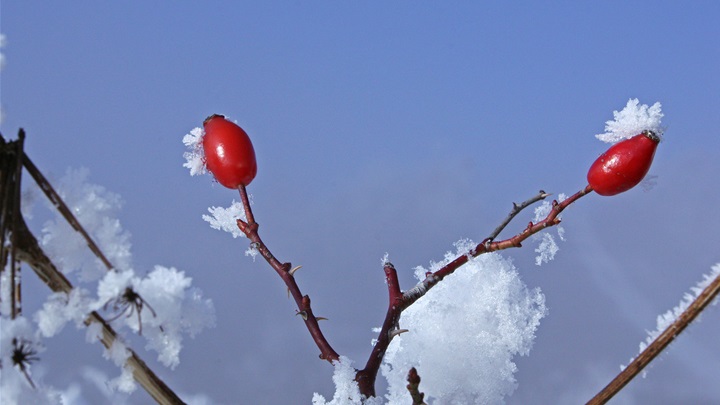 Foto JU Zagorje zeleno_Divlja ruža (Rosa canina).jpg