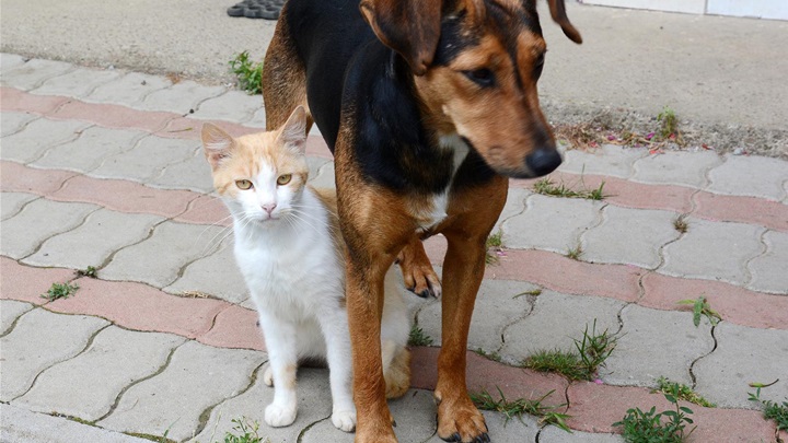 pas i mačka foto Pixsell.jpg