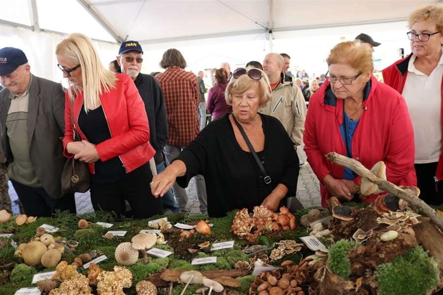 gljivarenje oroslavje
