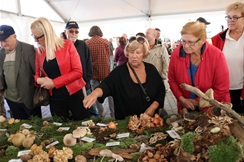 Gljivarenje u Oroslavju: Posjetite Međunarodni festival gljiva, učite o gljivama i kušajte najukusnije gljivarske delicije