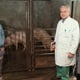 [VIDEO] Veterinari su započeli s obilascima gospodarstava na kojima se drže svinje