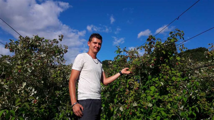 maline smanjeno 1.jpg