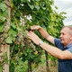U vinogradu obitelji Najman održana tradicionalna Županijska berba grožđa