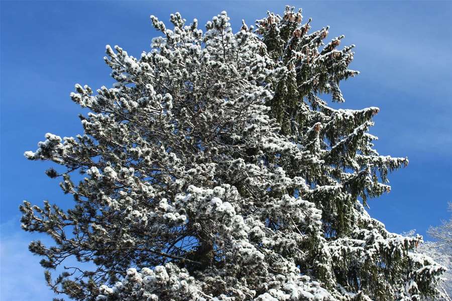Snijeg Petrovsko (16).jpg