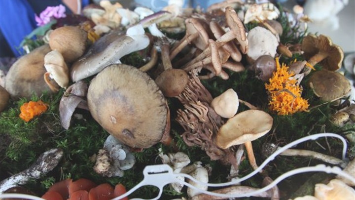 gljive i dozvole1.png