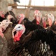 Osim na farmi purana u Podravini, nigdje drugdje u Hrvatskoj nije utvrđena ptičja gripa 
