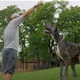 Zeus je najviši pas na svijetu, visok čak 1.04 metra