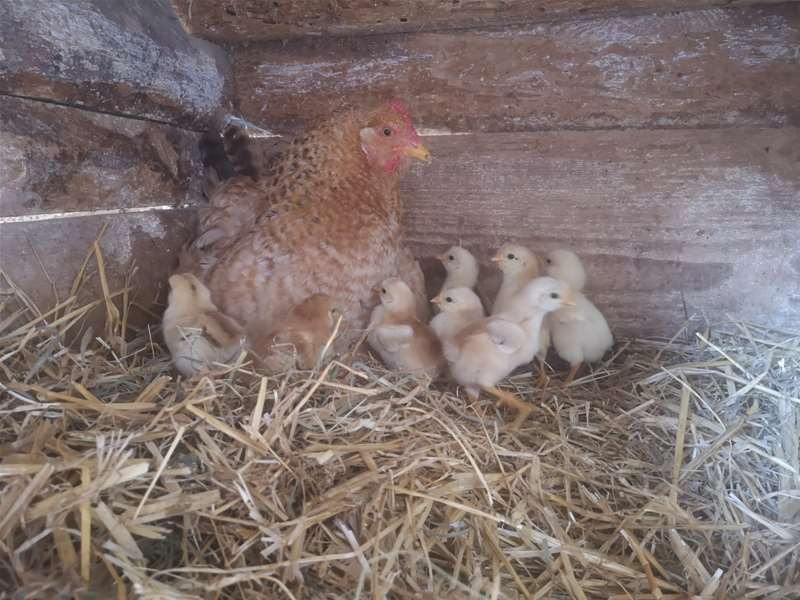 Kokoš kokice pilići piceki