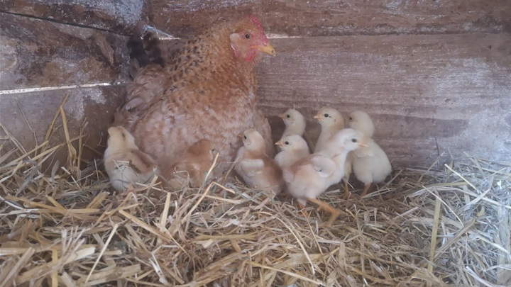 Kokoš kokice pilići piceki