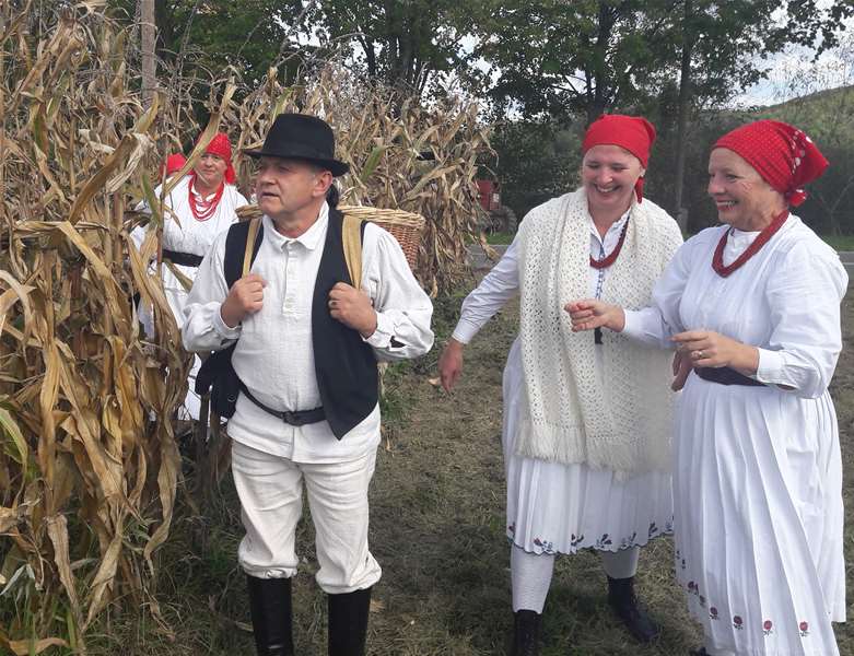 Branje kuruze na njivi