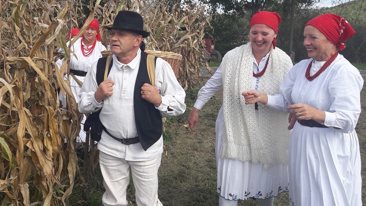 Branje kuruze na njivi