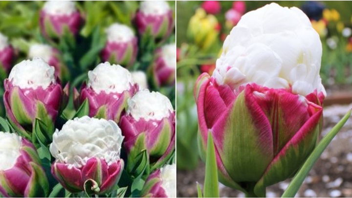 tulipan sladoled