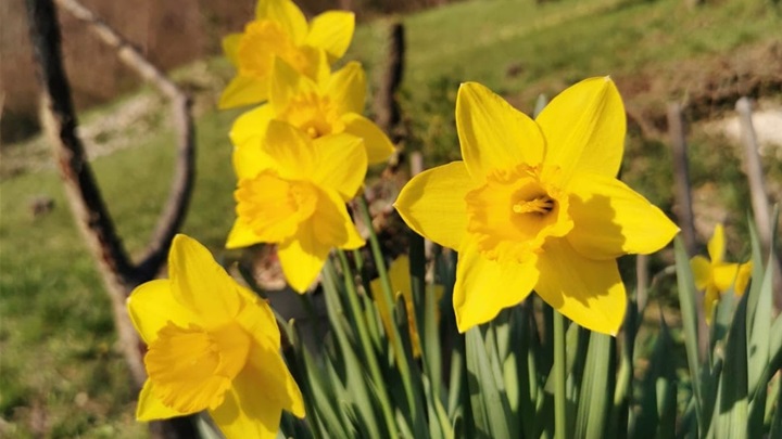 Prognoza - proljeće (1).jpg