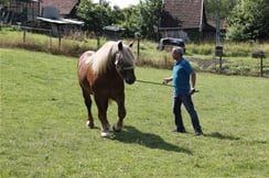 VIDEO: Posjetili smo vlasnika najboljeg konja u Zagorju, šampiona Fadila