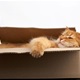 Vaša maca obožava se zavlačiti u kutije? Znanstvenici odgovorili zašto to radi