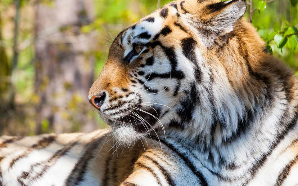 tigar-