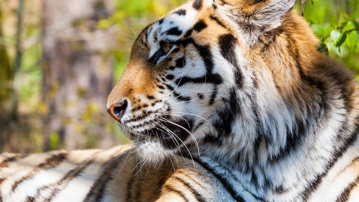 tigar-