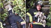 Lijepa priča za kraj godine: Vatrogasci spasili macu. Ide u Azil Dumovec