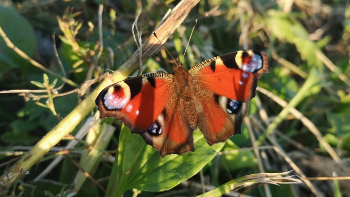 prognoza jesen (1).jpg