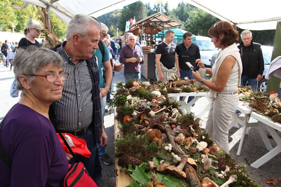 gljivarenje stubaki 17.jpg