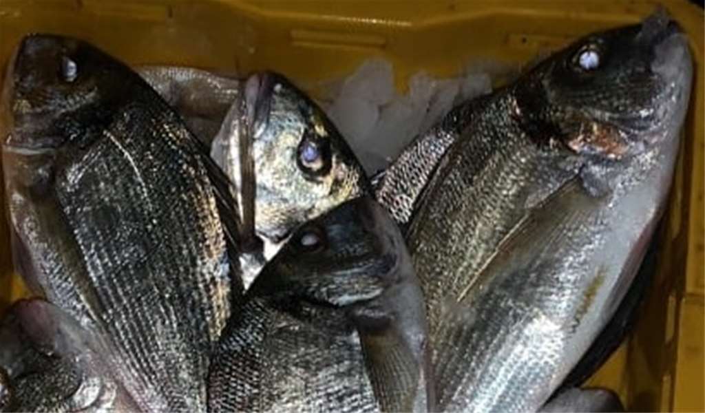 nagradna igra ribarnica