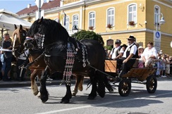 Sutra jubilarno, 20. hodočašće konjskih zaprega i jahača u Mariju Bistricu