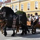 Sutra jubilarno, 20. hodočašće konjskih zaprega i jahača u Mariju Bistricu
