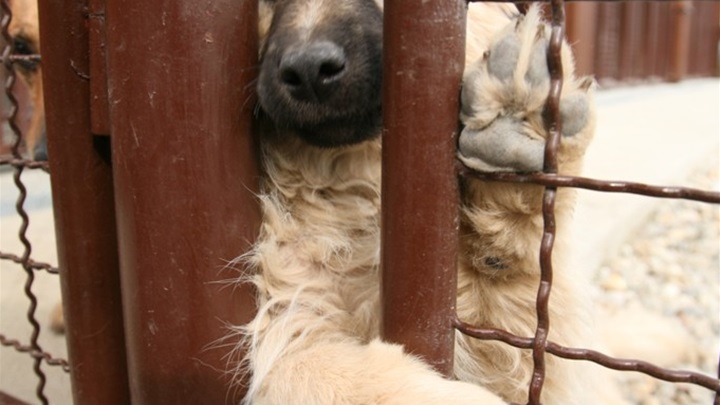 zaštita životinja2.jpg