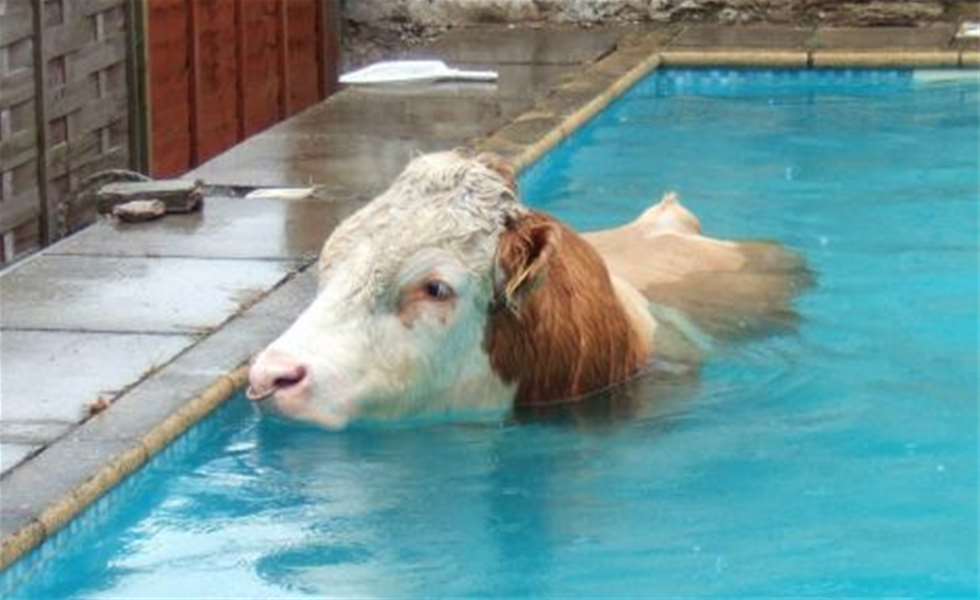 krava u bazenu.jpg