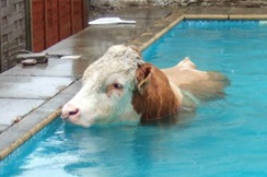 Krava upala u bazen, a kad su je izvukli i pozvali vlasnika, krava ga je napala
