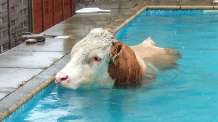 krava u bazenu.jpg
