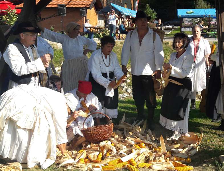 Lupitva kuruze uz tradicionalne popevke