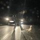 Zaustavio promet da bi spasio patku