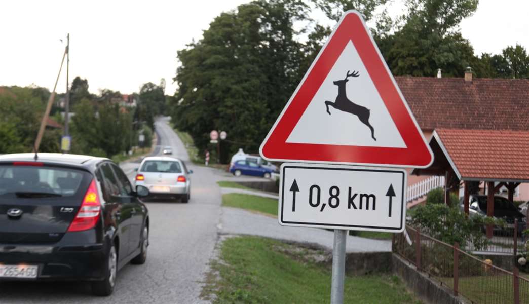 divljač na cesti.jpg