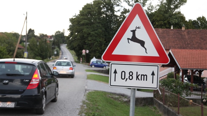 divljač na cesti.jpg