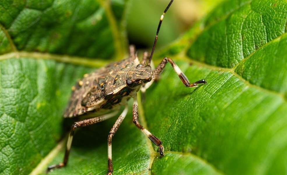 stink-bug-8987120_1280-e1746112172398.jpg